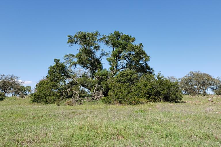 Santa Rosa Plateau The "Big Tree" on the reserve of the Santa Rosa Plateau