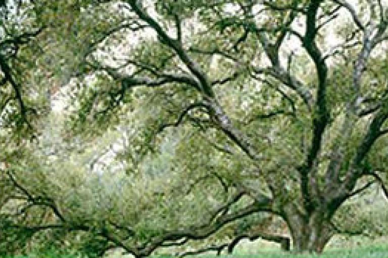 Sylvan Meadows - Large oak tree at Sylvan Meadows