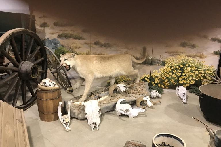 Wildlife exhibit at Gilman Museum