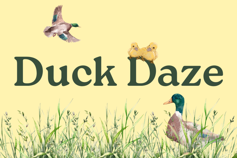 Duck Daze Web Graphic