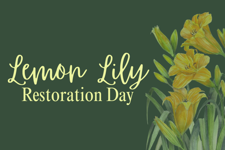 Lemon Lily Festival Web Graphic