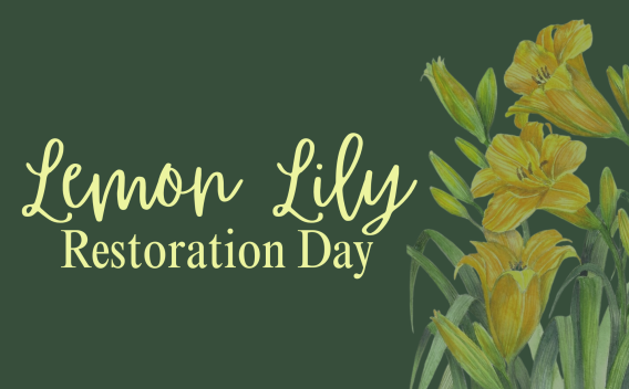 Lemon Lily Festival Web Graphic