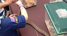 scout w snake HVNC